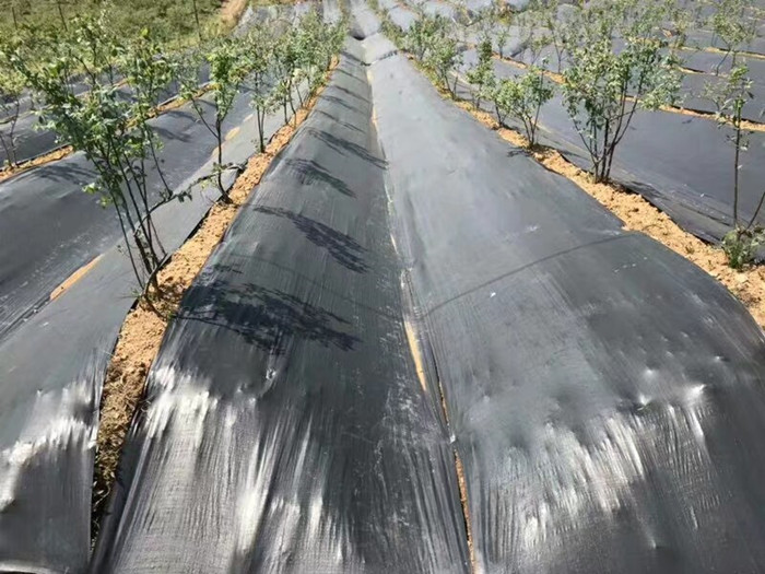 防草布的鋪設(shè)方法